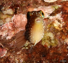 Canthigaster jactator