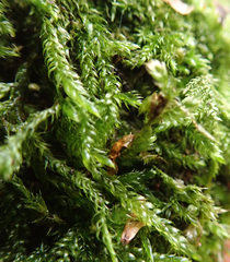 Pseudisothecium myosuroides