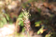 Platanthera chapmanii