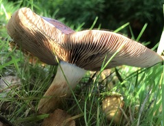 Tricholoma fulvum