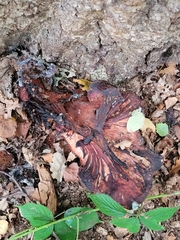 Fistulina hepatica