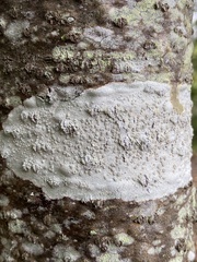 Lecanora caesiorubella
