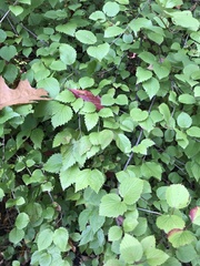 Viburnum rafinesqueanum