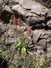 Dichromanthus cinnabarinus