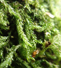 Pseudisothecium myosuroides