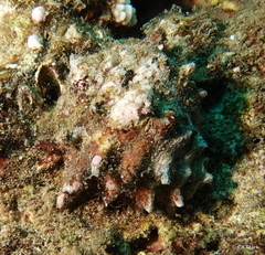 Muricoidea