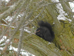 Sciurus carolinensis