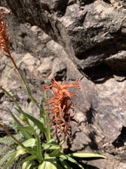 Dichromanthus cinnabarinus