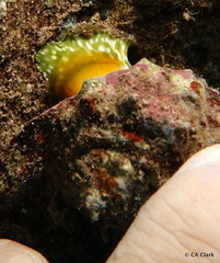 Muricoidea