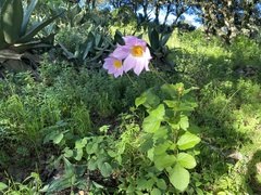 Dahlia neglecta