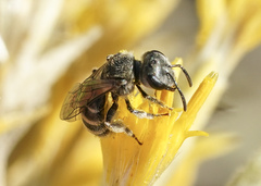Halictus tripartitus
