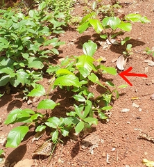 Dipterocarpaceae