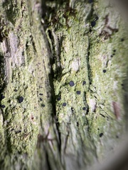 Bacidia schweinitzii