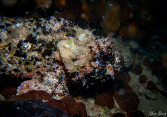 Scorpaena porcus