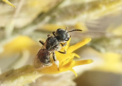 Halictus tripartitus