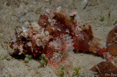 Scorpaena notata