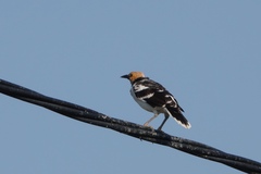 Gracupica nigricollis