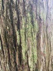 Bacidia schweinitzii