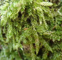 Pseudisothecium myosuroides