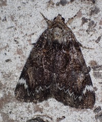 Catocala minuta