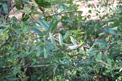 Smilax laurifolia