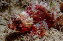 Scorpaena notata