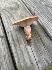 Lactarius vinaceorufescens