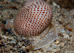 Naticarius stercusmuscarum