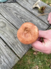 Lactarius vinaceorufescens