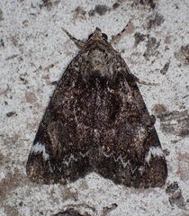 Catocala minuta