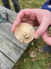 Lactarius vinaceorufescens