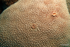 Culcita novaeguineae