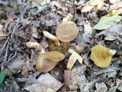 Hortiboletus engelii