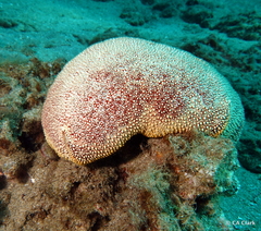 Culcita novaeguineae