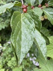 Magnoliopsida
