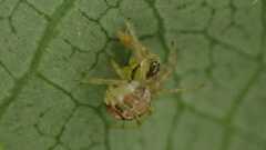 Theridiidae