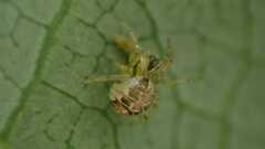 Theridiidae