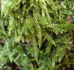 Pseudisothecium myosuroides