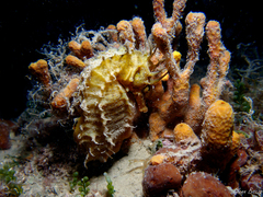 Hippocampus guttulatus