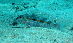 Mulloidichthys flavolineatus