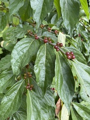 Magnoliopsida