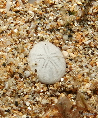 Echinocyamus