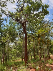 Dipterocarpaceae