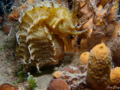 Hippocampus guttulatus