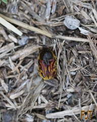 Euphoria subtomentosa