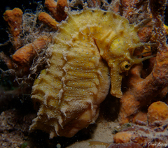Hippocampus guttulatus