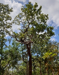Dipterocarpaceae