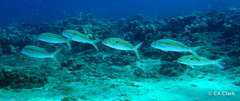 Mulloidichthys flavolineatus