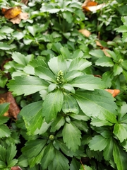 Pachysandra terminalis