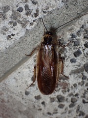 Parcoblatta pennsylvanica
